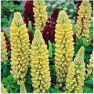 Neysastore Lupine (Lupinus Polyphyllus Chandelier) -25 Seeds