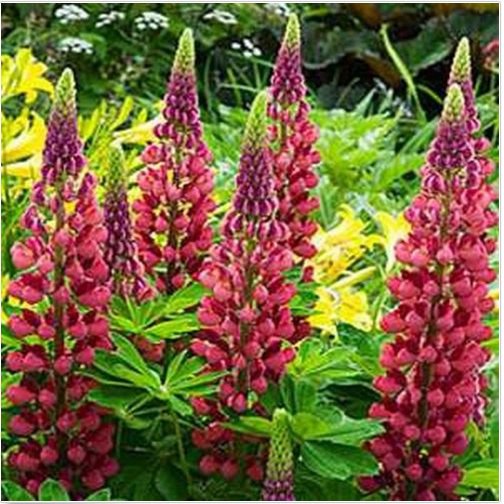 Neysastore Lupine (Lupinus Polyphyllus My Castle) -25 Seeds