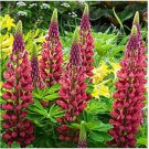 Neysastore Lupine (Lupinus Polyphyllus My Castle) -25 Seeds