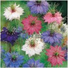 Neysastore Love-in-a-Mist (Nigella Damascena Jewels Mix)- 100 Seeds
