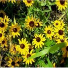 Neysastore Black-Eyed Susan (Rudbeckia Hirta)- 400 Seeds