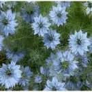 Neysastore Love-in-a-Mist (Nigella Damascena Jewels Indigo)- 100 Seeds