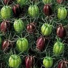 Neysastore Love-in-a-Mist Marbles (Nigella Damascena Albion)-50 seeds