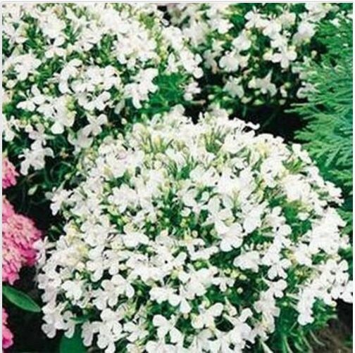 Neysastore Lobelia Erinus White Lady- 100 seeds