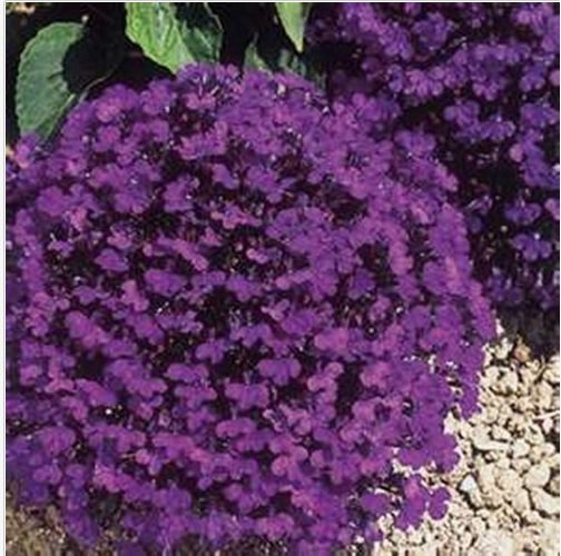 Neysastore Lobelia Erinus Crystal Palace- 100 seeds