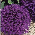 Neysastore Lobelia Erinus Crystal Palace- 100 seeds