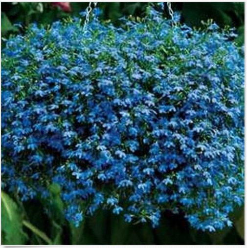 Neysastore Lobelia Erinus - Blue Carpet- 100 seeds