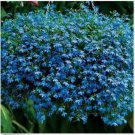 Neysastore Lobelia Erinus - Blue Carpet- 100 seeds