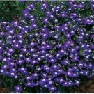 Neysastore Lobelia Erinus - Mrs Clibran- 100 seeds