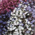 Neysastore Lobelia Erinus - Fountain Mix- 100 seeds
