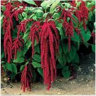 Neysastore Love Lies Bleeding(Amaranthus Caudatus Red) -200 Seeds