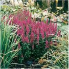 Neysastore Loosestrife- Purple- (Lythrum Salicaria Rosy Gem)- 100 Seeds