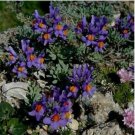 Neysastore Linaria- Alpina- 50 Seeds