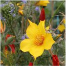 Neysastore Lindley's Blazing Star-Mentzelia- 100 Seeds