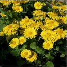 Neysastore Leopard's Bane (Doronicum Orientale)- 50 seeds