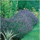 Neysastore Lavender Hidcote Blue (Lavandula Angustifolia)- 50 Seeds
