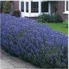 Neysastore Lavender- Munstead- (Angustifolia) -50 Seeds