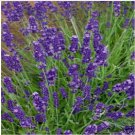 Neysastore Lavender English (Lavandula Angustifolia - Vera)-100 Seeds