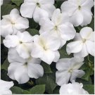 Neysastore Impatiens Walleriana -Baby White - 50 Seeds