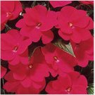 Neysastore Impatiens Walleriana -Baby Scarlet - 50 Seeds