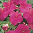 Neysastore Impatiens Walleriana -Baby Carmine - 50 Seeds