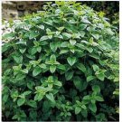 Neysastore Lemon Balm (Melissa Odorata)- 200 Seeds