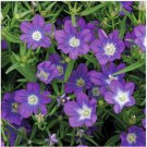 Neysastore Legousia Blue (Legousia Speculum-veneris)- 100 seeds