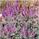 Neysastore Leadplant (Amorpha Canescens)- 50 Seeds