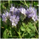 Neysastore Lacy Phacelia (Phacelia Tanacetifolia)- 250 Seeds