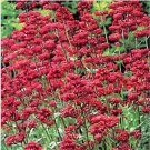 Neysastore Jupiter's Beard (Centranthus Ruber Coccineus ) Red- 50 Seeds