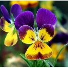 Neysastore Johnny Jump-up (Viola Tricolor)- 200 Seeds