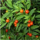 Neysastore Jerusalem Cherry (Solanum Pseudocapsicum)- 50 seeds