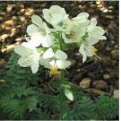 Neysastore Jacob's Ladder(Polemonium Caeruleum) White- 50 seeds