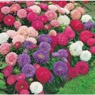 Neysastore Aster- Powderpuff Mix- 50 Seeds
