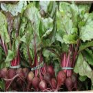 Neysastore Beets- Early Wonder- 100 Seeds