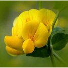 Neysastore Bird's Foot Trefoil-100 Seeds