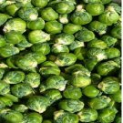 Neysastore Brussel Sprouts- 100 Seeds