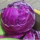 Neysastore Cabbage- Red Acre- 200 Seeds