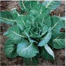 Neysastore Collards- Georgia Southern- 200 Seeds
