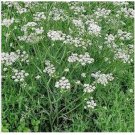 Neysastore Caraway- - 200 Seeds
