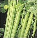 Neysastore Celery- Golden Pascal- 200 Seeds