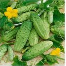 Neysastore Cucumber- Boston Pickling- 25 Seeds