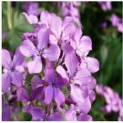 Neysastore Evening Scented Stock- 250 Seeds