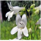Neysastore Foxglove- White Beardtongue- 100 Seeds