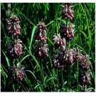 Neysastore Lemon Mint- 100 Seeds