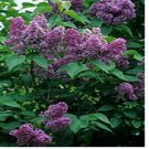 Neysastore Lilac- Common- 20 Seeds