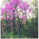 Neysastore Redbud Tree- Eastern - 20 Seeds