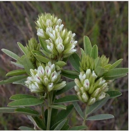 Neysastore Lespedeza Capitata-Round Head Bush clover- 50 seeds