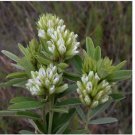 Neysastore Lespedeza Capitata-Round Head Bush clover- 50 seeds