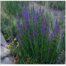 Neysastore Penstemon- Rocky Mountain Strictus- 100 seeds